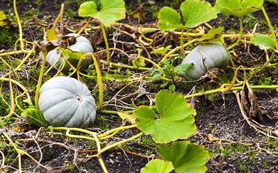 Growing Pumpkin