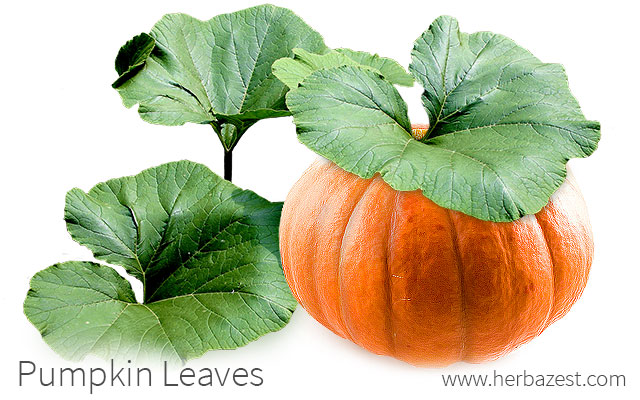 Pumpkin Leaves