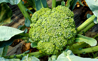 Growing Broccoli