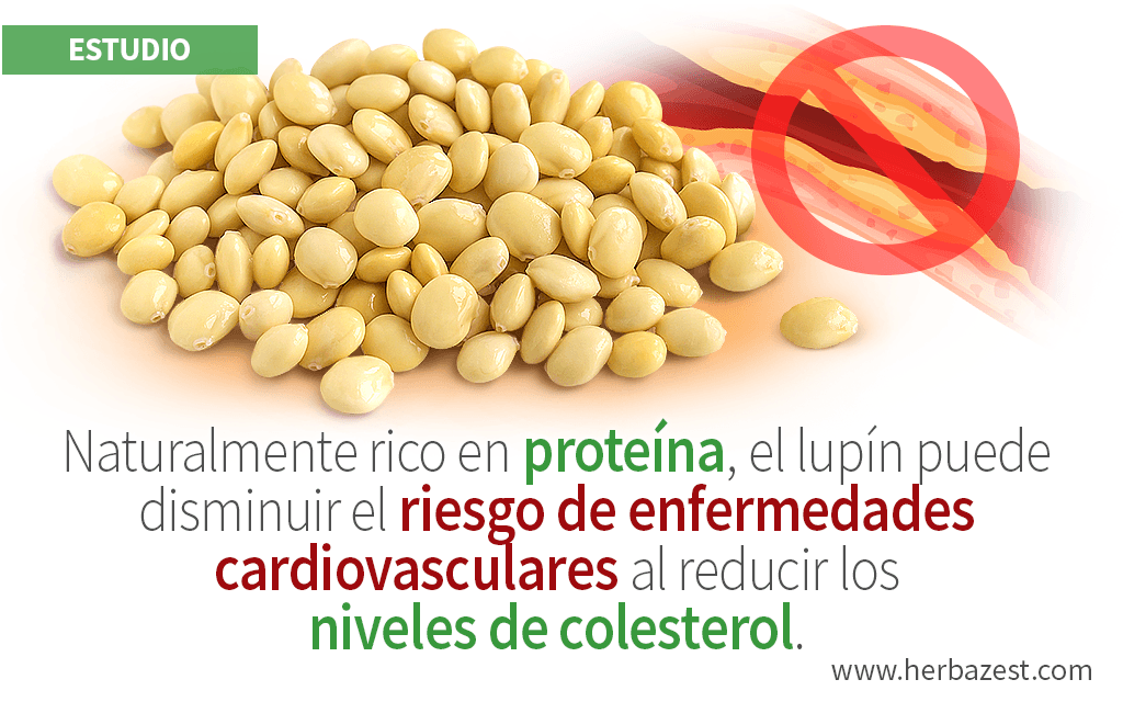 Proteína de lupín puede reducir el colesterol, de acuerdo con estudio