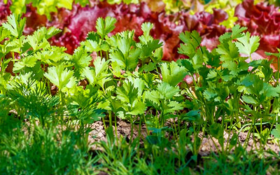 Growing Parsley