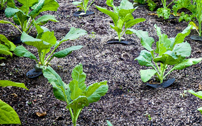 Growing Cabbage
