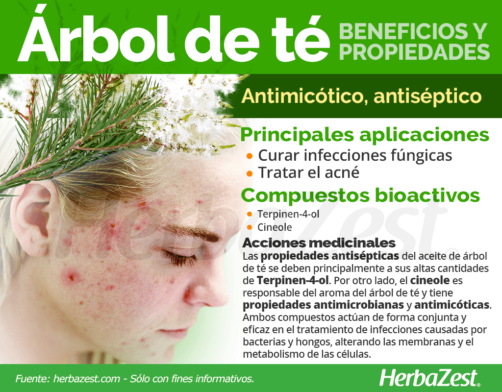 Beneficios y propiedades del árbol de té