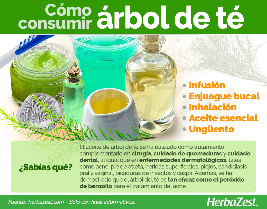 Cómo consumir árbol de té