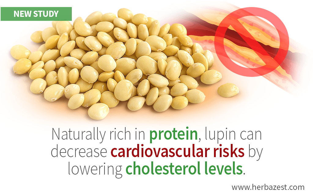 Cholesterol-Lowering Activity of Lupin Protein Identified by a Study