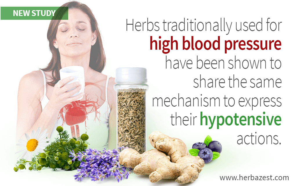 Popular Herbs for High Blood Pressure Share the Same Underlying Mechanism, Study Reveals