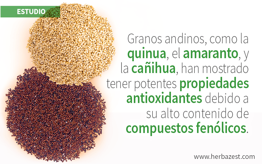 Granos andinos son excelentes fuentes de compuestos fenólicos