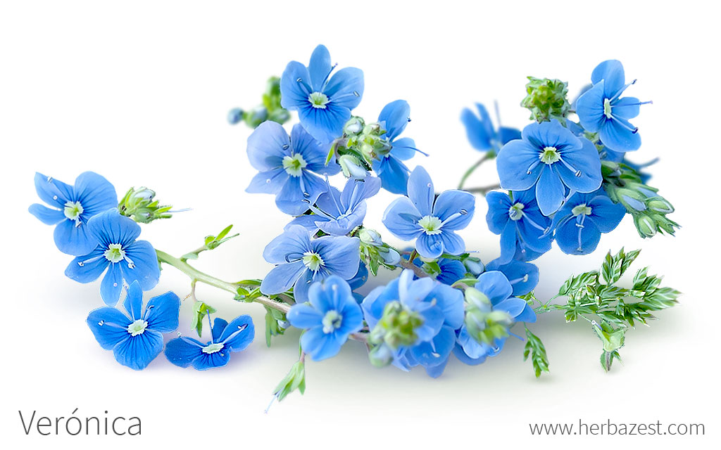 Verónica