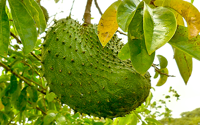New Research Highlights the Bioactive Potential of Soursop