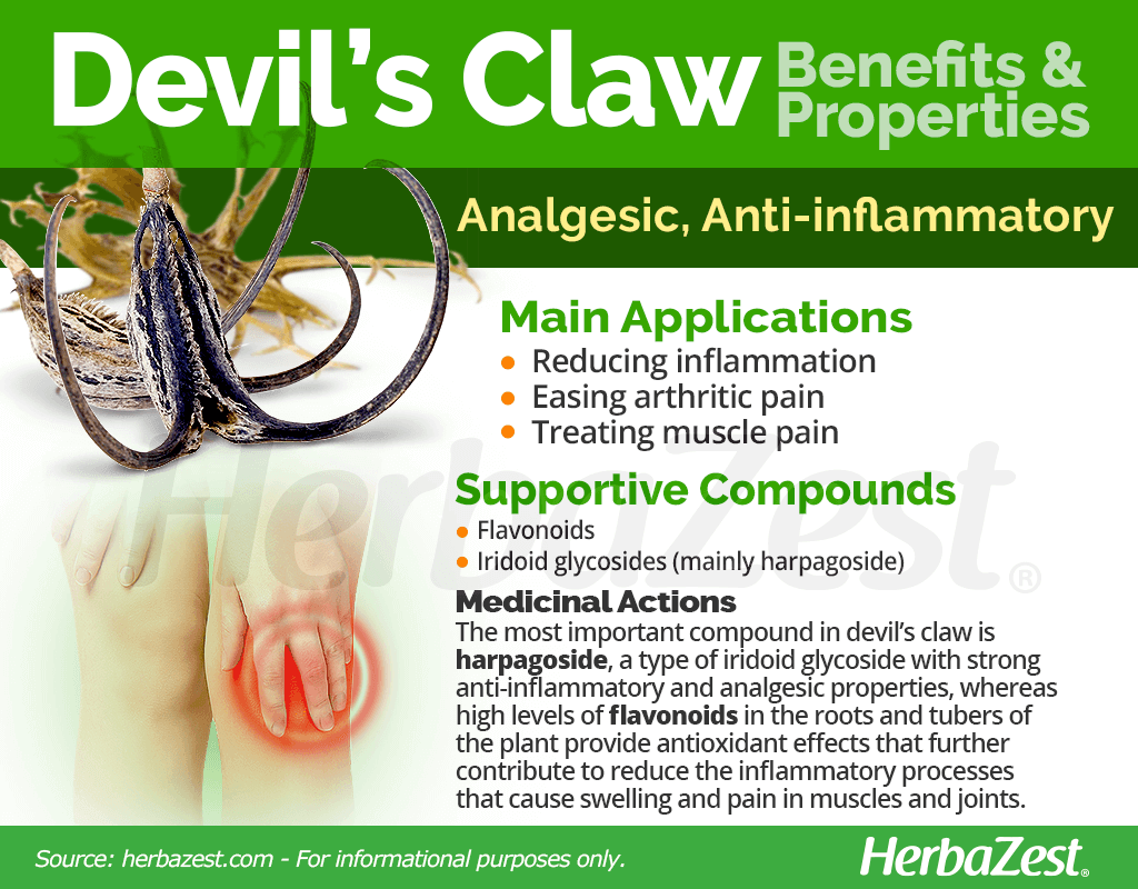 Devil's Claw Benefits and Properties