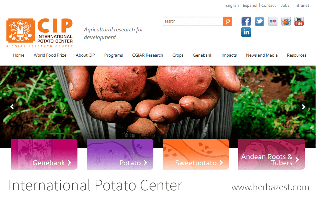International Potato Center