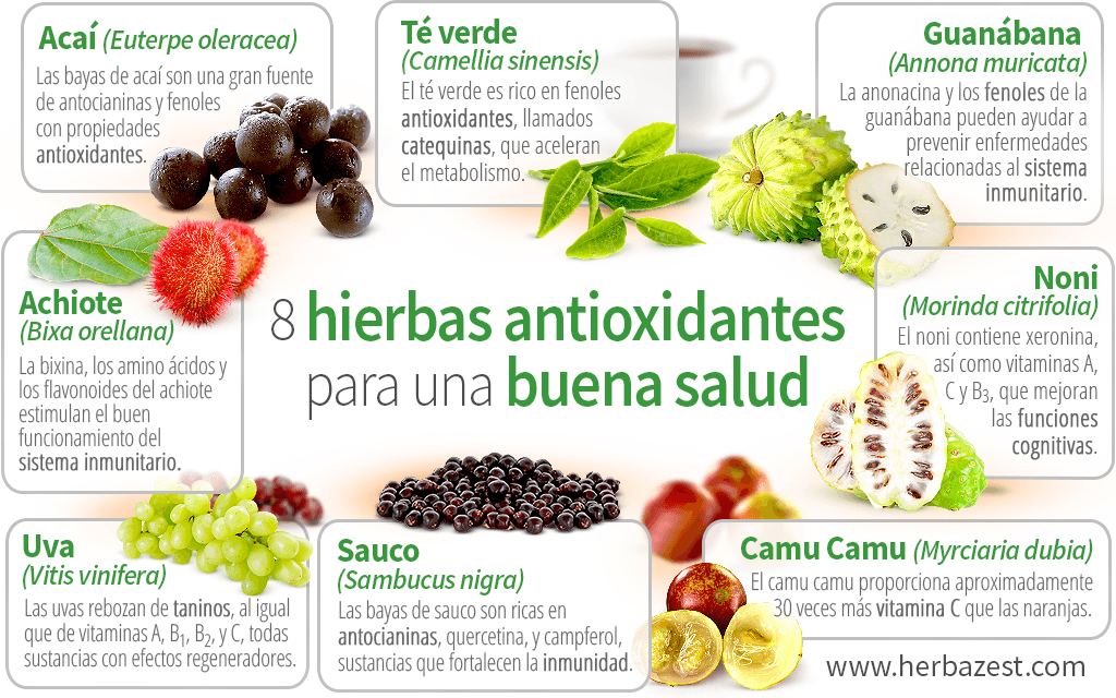 8 hierbas antioxidantes para una buena salud