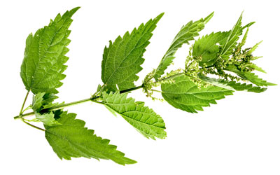 Nettle