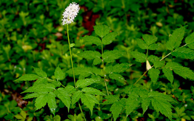 Growing Black Cohosh