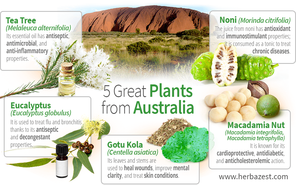 5 Great Plants from Australia