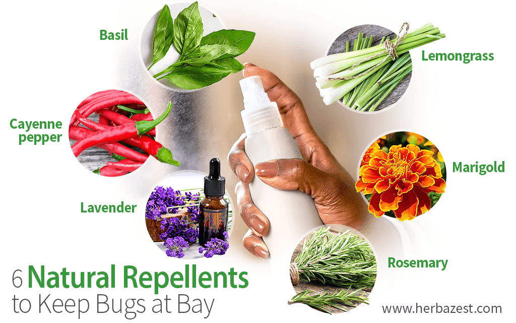 6 Natural Repellents to Keep Bugs at Bay